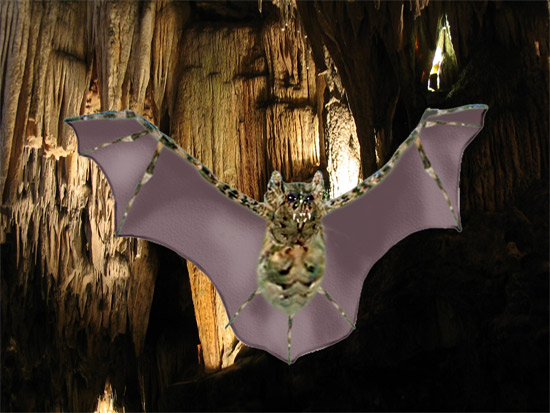 Wood Spider Bat