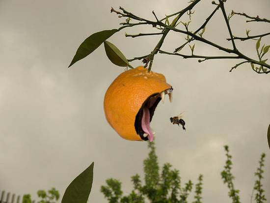 Orange Bite