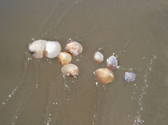 shells in sand