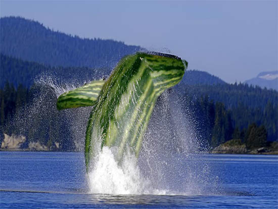 Whale Melon
