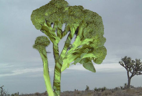 Broccoltree