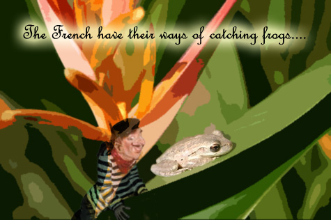 How Frenchie gets frogs