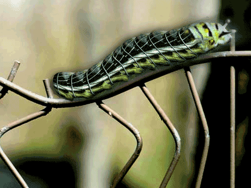 Caterpillar (GIF)