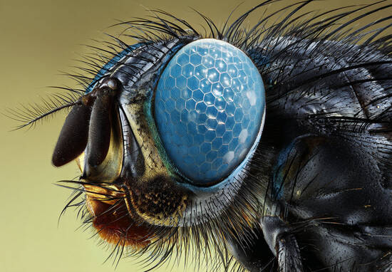 A Fly’s Eye