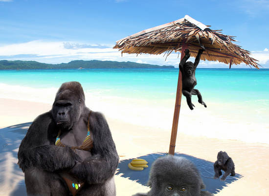 Gorilla Vacation