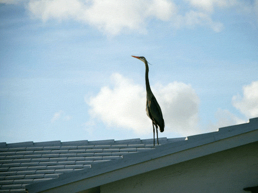 Get out of my roof!(gif)