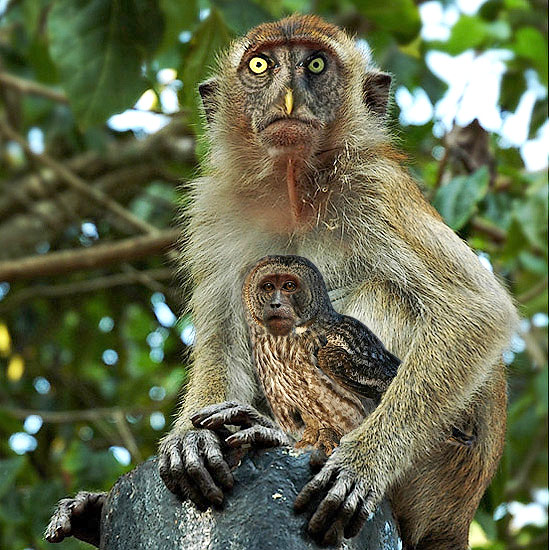 Bizarre owl and monkey