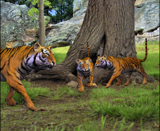 Tiger Reserve Area