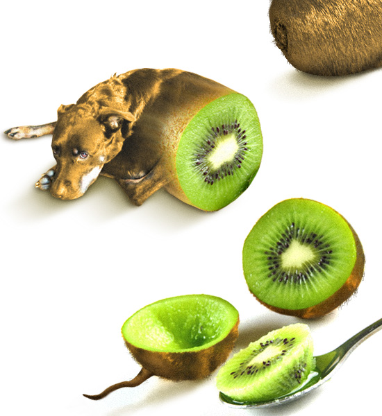 Kiwi Dog