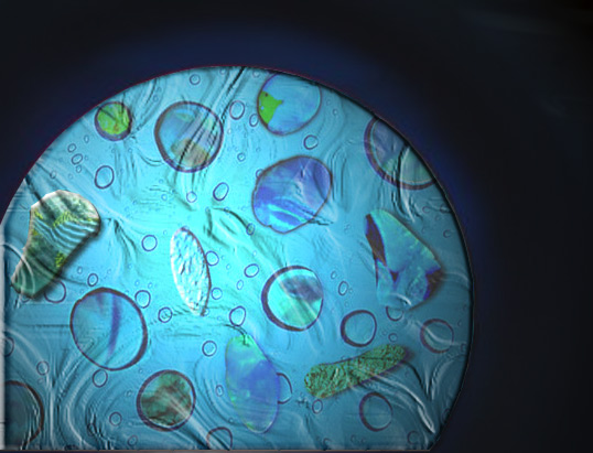 Under Microscope