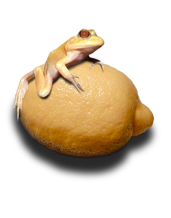 Lemon frog