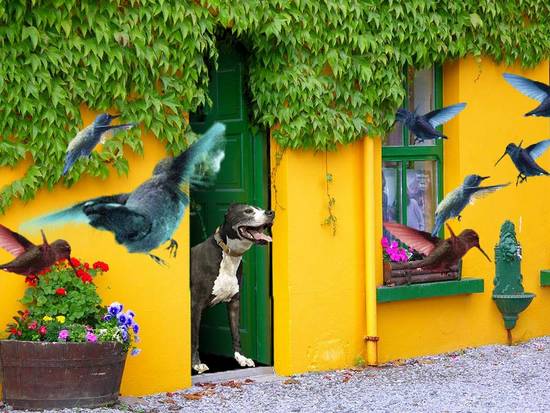 Bird Dog at the Door