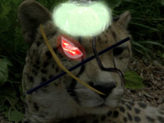 Cyborg Cheetah