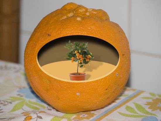Orange Tree?