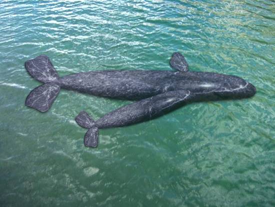 Right Whales
