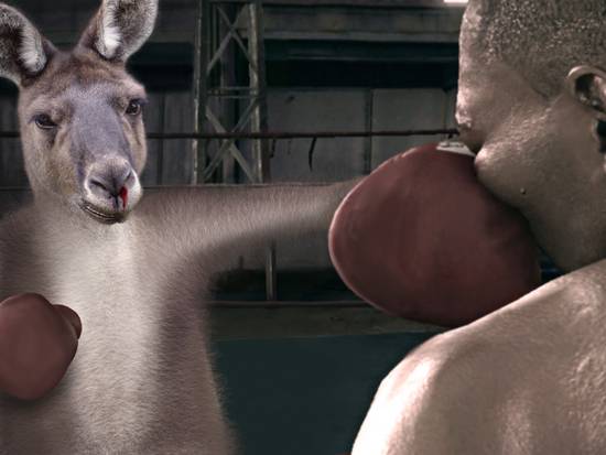 Ray the Boxing Roo