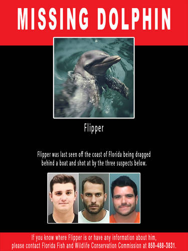 Missing Dolphin