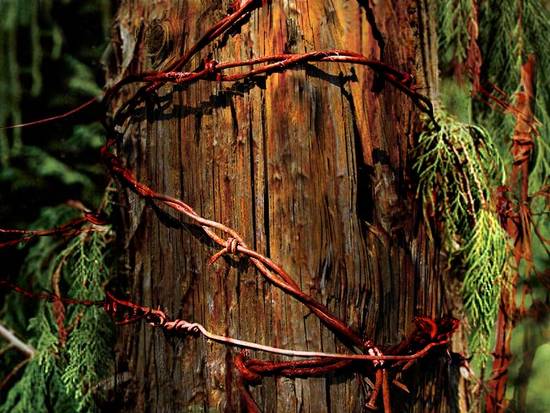 barbed pine