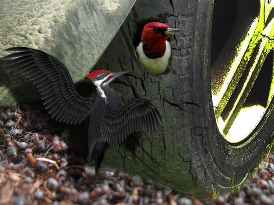 woodpecker-home