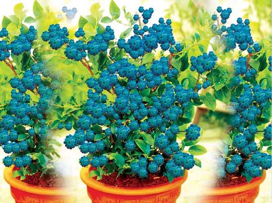 Coral Blueberries