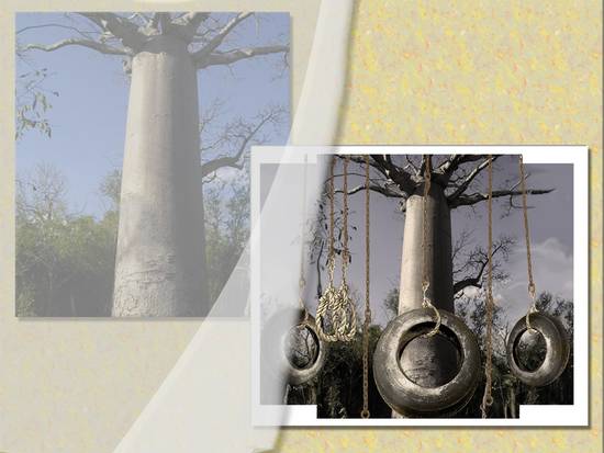 Old Baobab swings