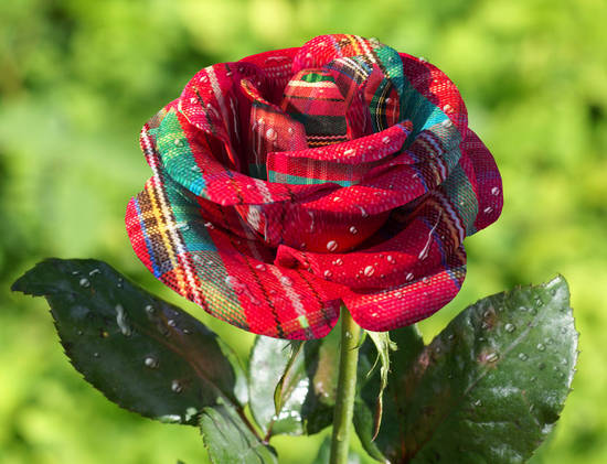 Red Tartan Rose