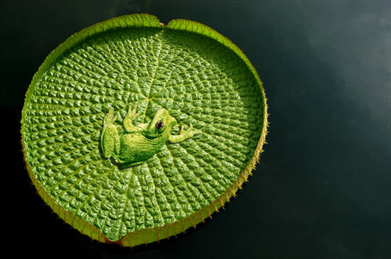 Green Camo Frog
