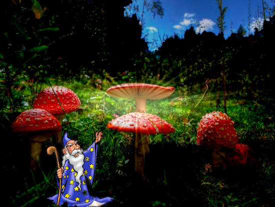 Magic Mushroom.