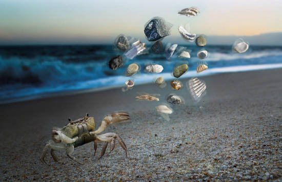 Crab Magic