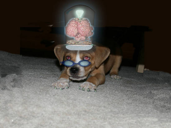 Dr.Doggy the Mad Genius