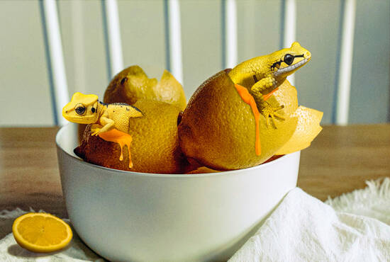 Hatching