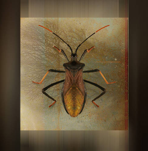 Golden beetle framed