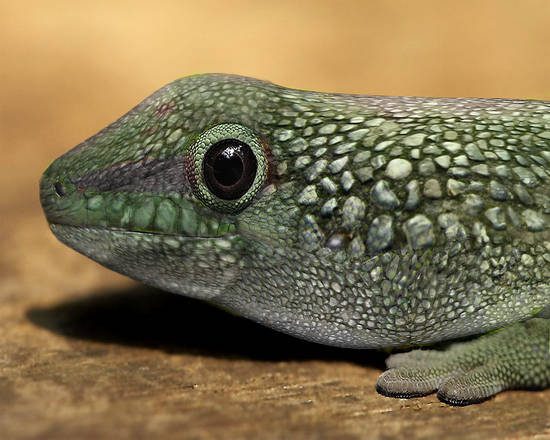 Cobblestone Lizard