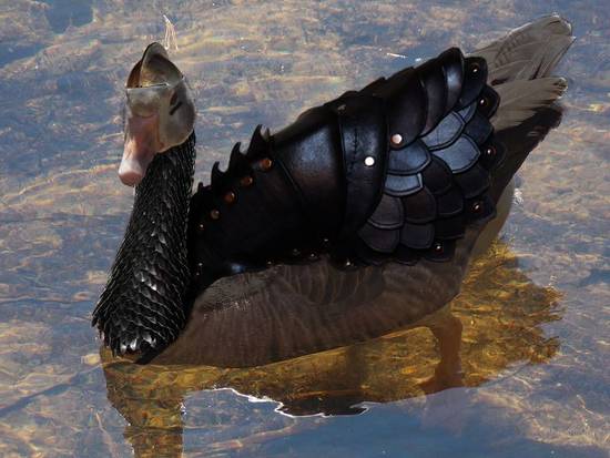 Armored Duck