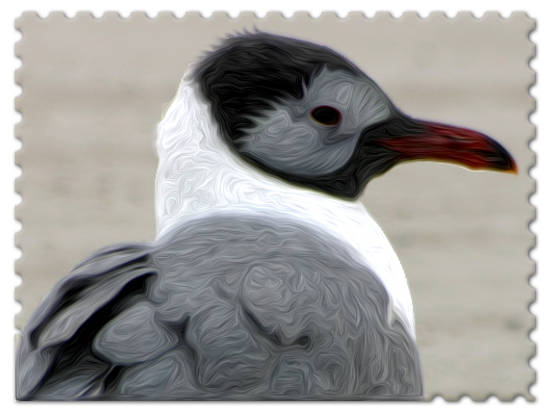 Masked Gull Stamp/Upd