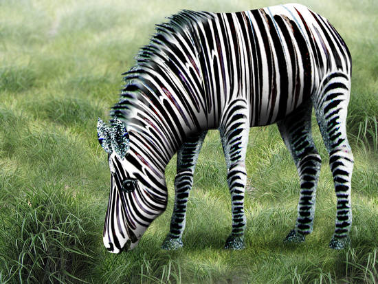 It's a Bloody Zebra!!