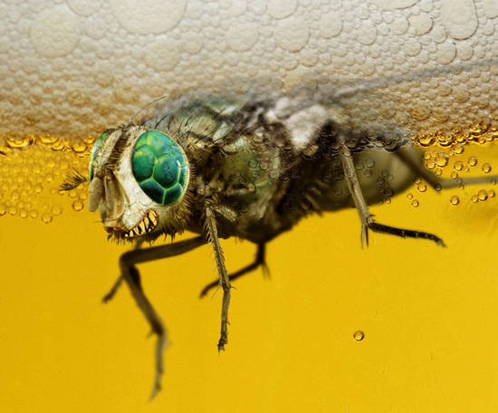 Big Bug in My Beer