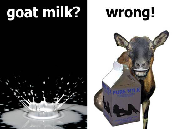 goat milk?