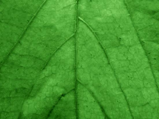 New leaf
