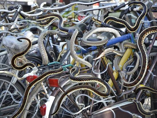 Snakes on a Bike