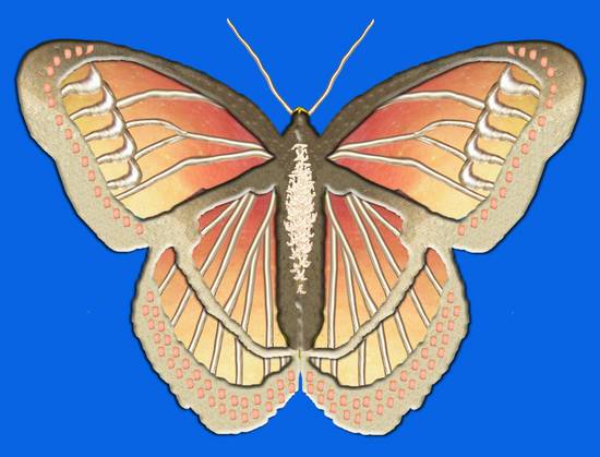 Butterfly Broach