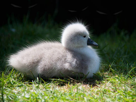 Scared duckling