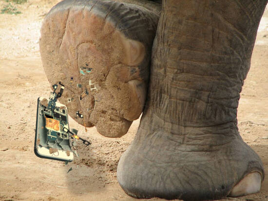Elephants don't forgive