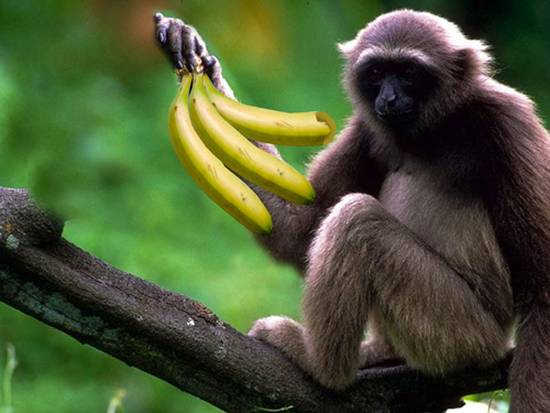 Monkey have Banana