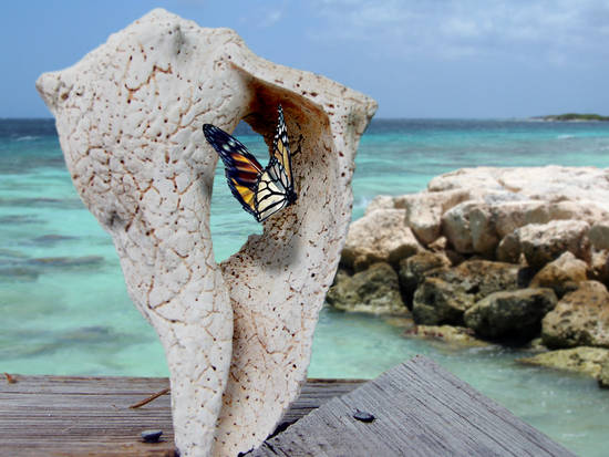 Conch_of _le_butterfly:.