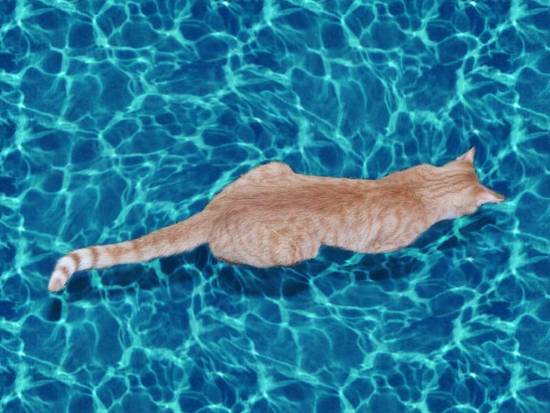 Kitty in the water