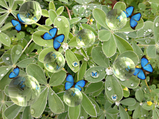 Butterflies on dew drops