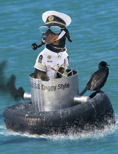 Captain Doggy