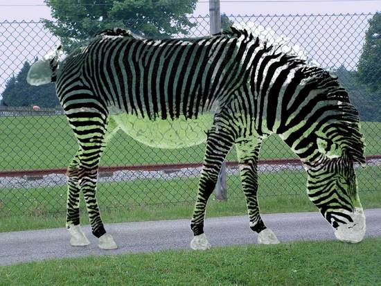 Glass Zebra
