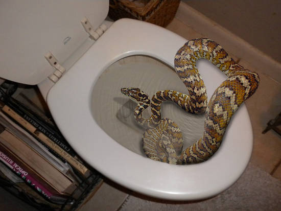 Toilet Snake Surprise!